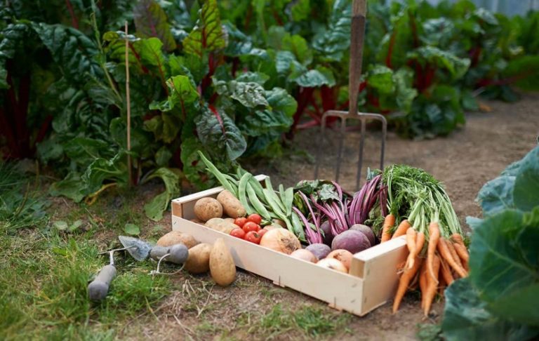 Fresh vegetables harvested from a self-sufficient garden