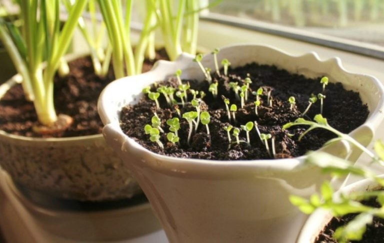 Young vegetable seedlings growing indoors by a window