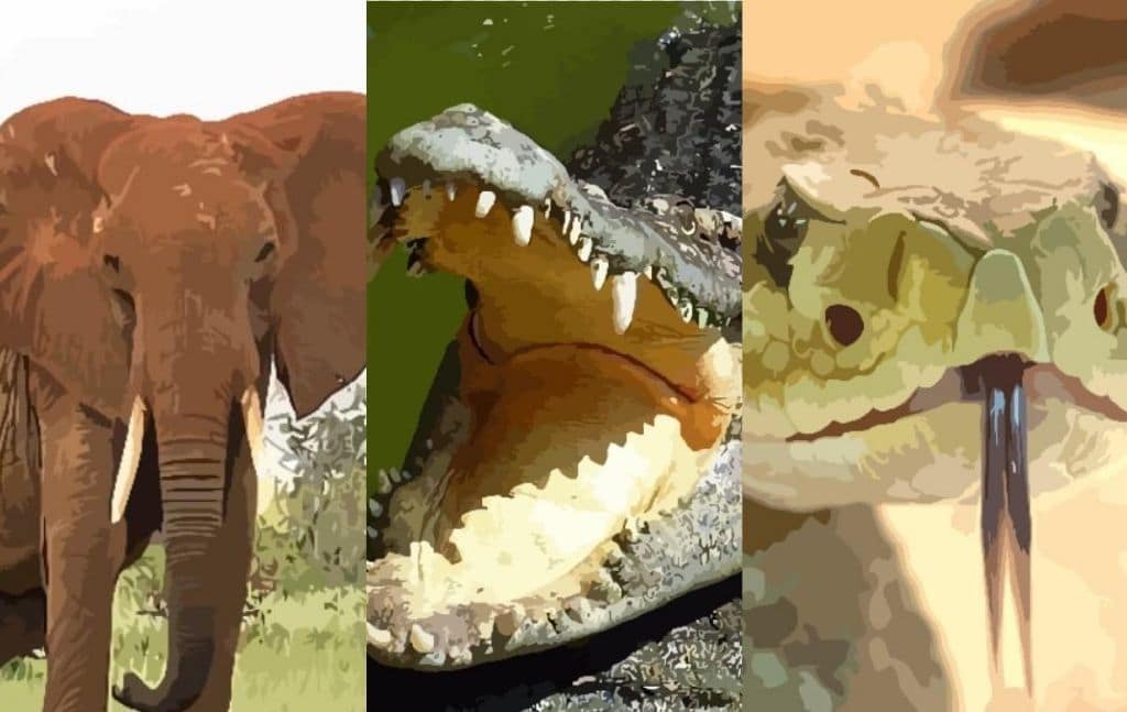 Illustrated elephant, crocodile, and snake