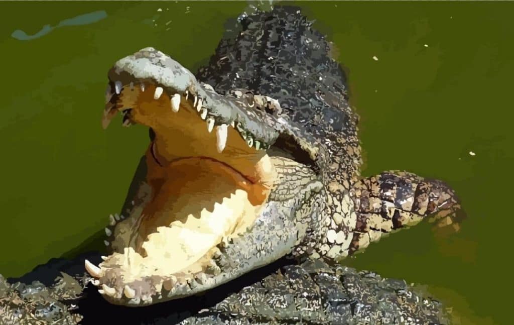 Crocodile with its mouth open at the water surface