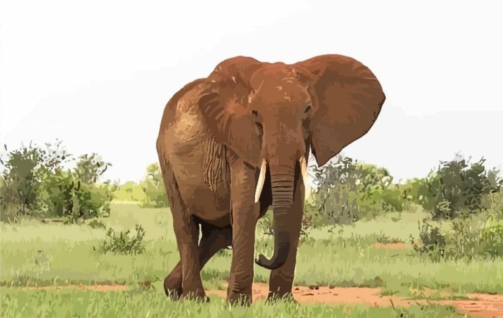 Elephant standing in open grassland
