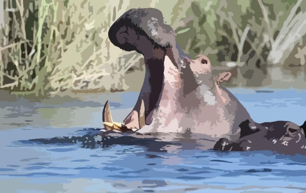 Hippopotamus opening its mouth in water