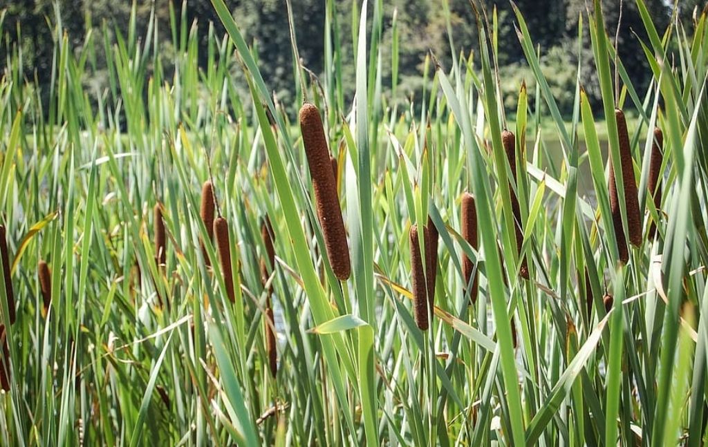 Cattails growing in a wetland