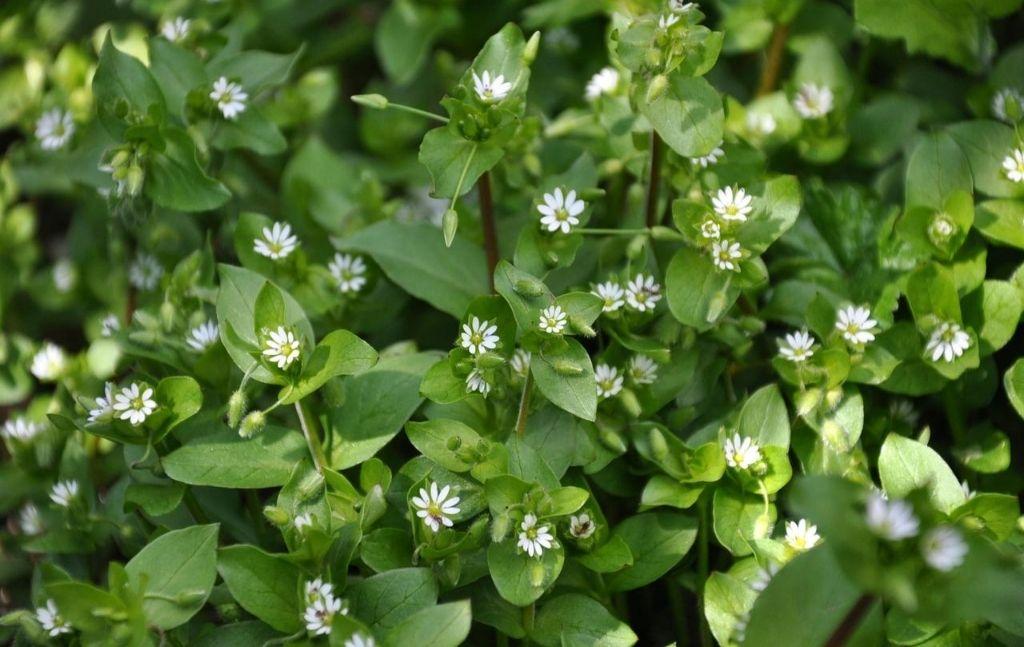 Common chickweed with small white flowers