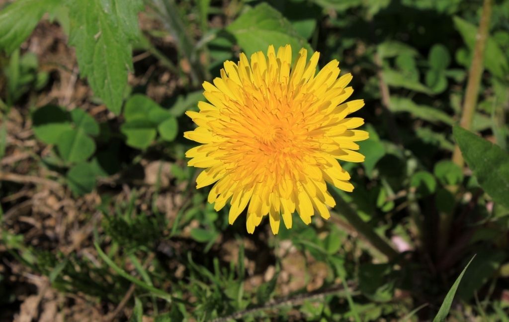 Yellow dandelion flower