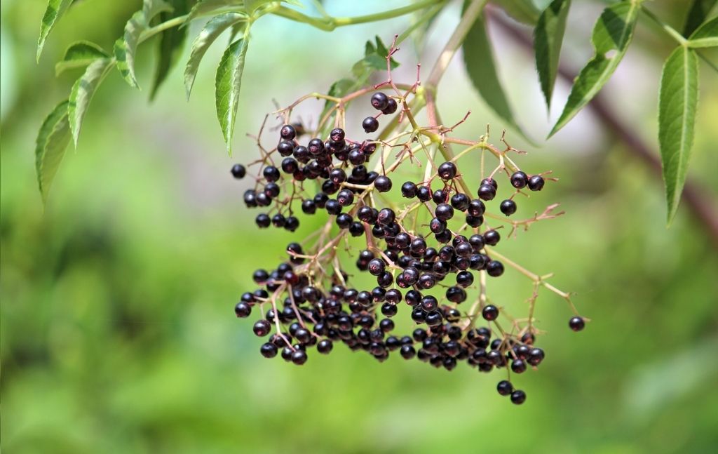 Cluster of ripe dark elderberries