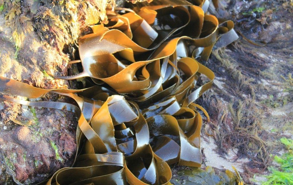 Brown kelp attached to coastal rocks