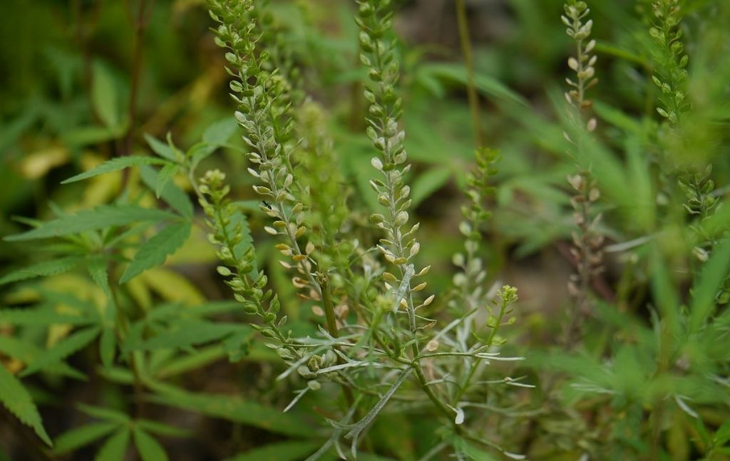 Peppergrass with narrow flower stalks and seed pods