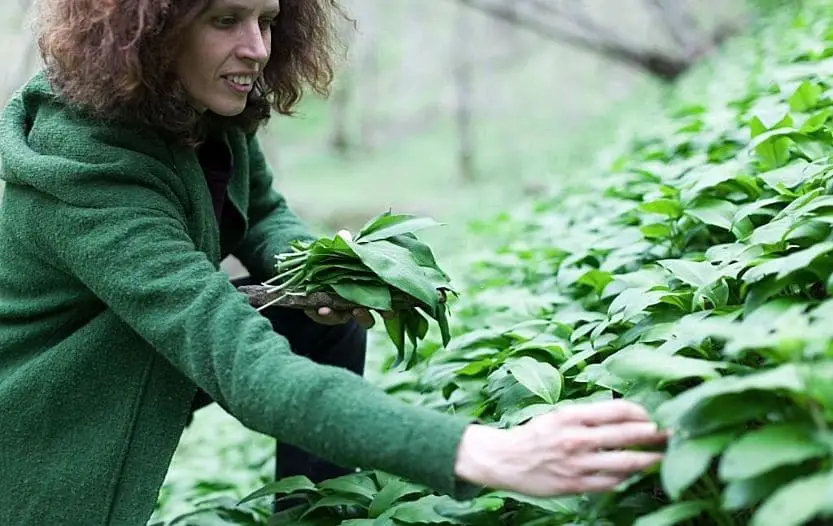 Forager gathering green leaves in a woodland