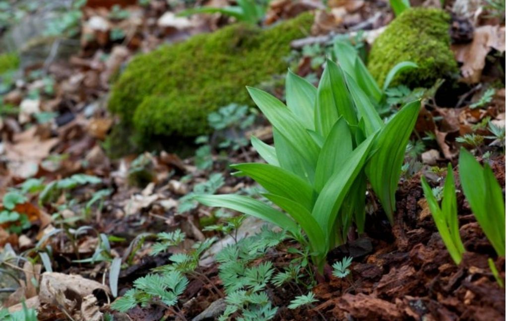 Broad green ramp leaves emerging on a forest floor