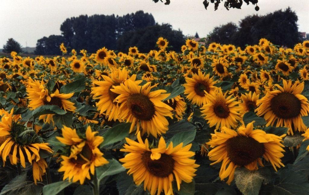 Field of yellow sunflowers
