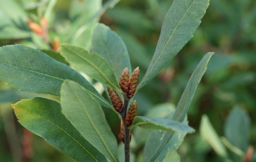Sweet gale leaves and brown catkins