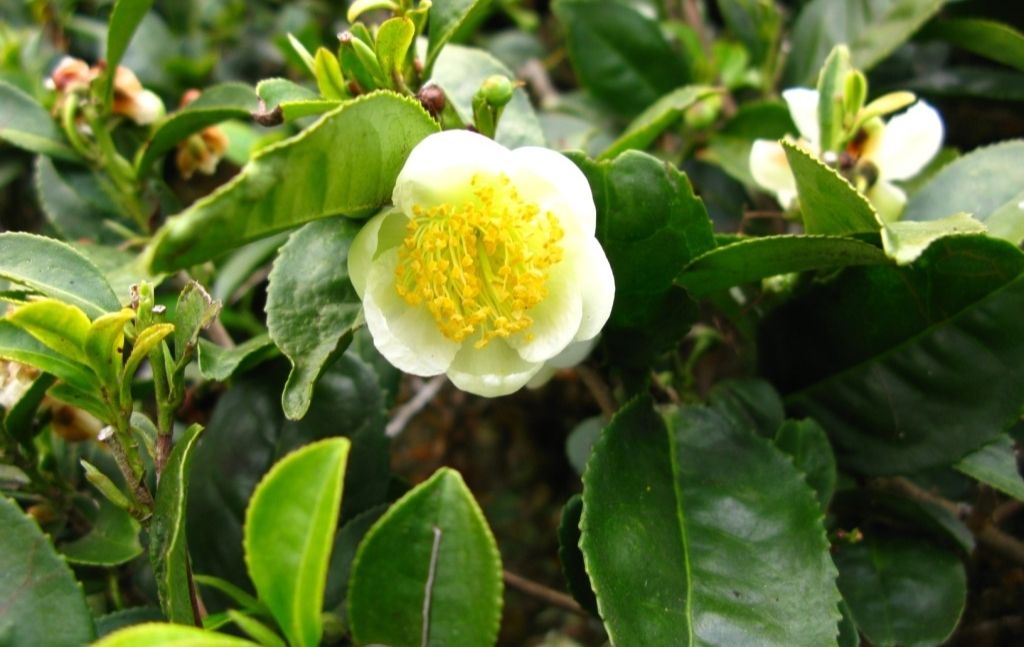 White tea flower among glossy green leaves