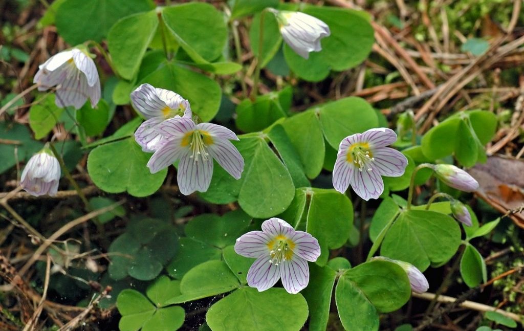 Wood sorrel with three heart-shaped leaflets and pale flowers