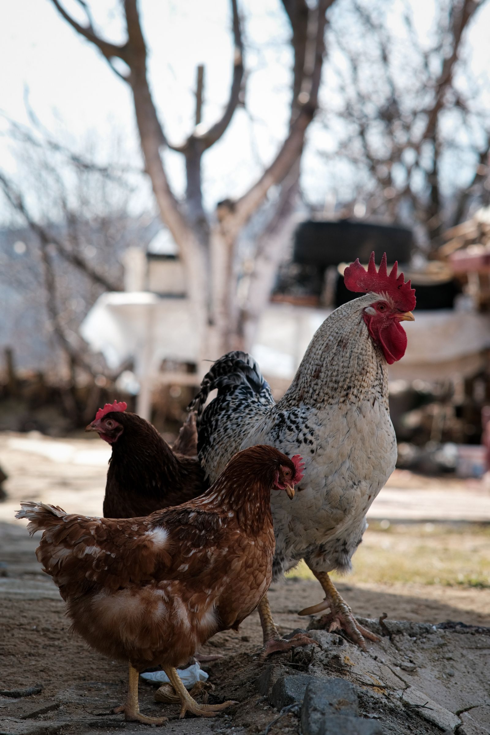 Rooster and hens in a rustic outdoor farmyard