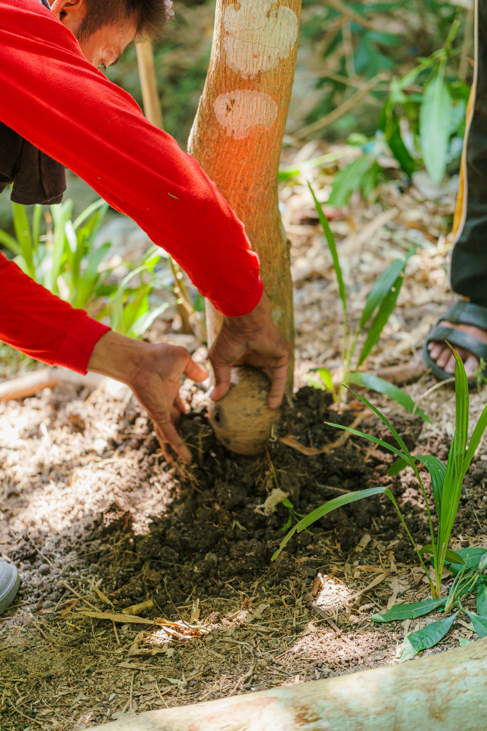 Gardener harvesting a root vegetable from rich soil