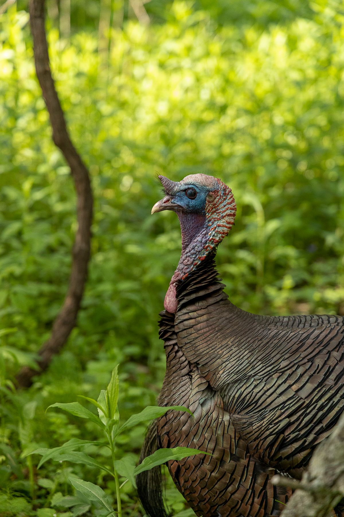Wild turkey standing among green plants in its natural woodland habitat