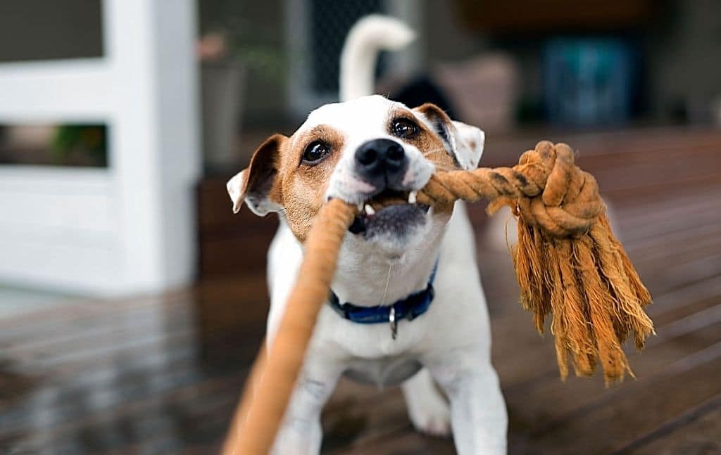 Dog chewing and pulling on an old rope
