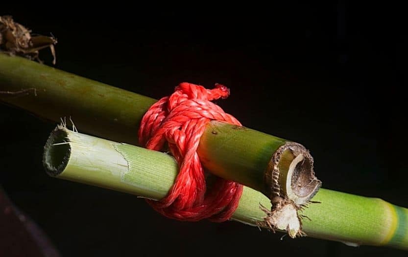 Red cord lashing two pieces of bamboo together