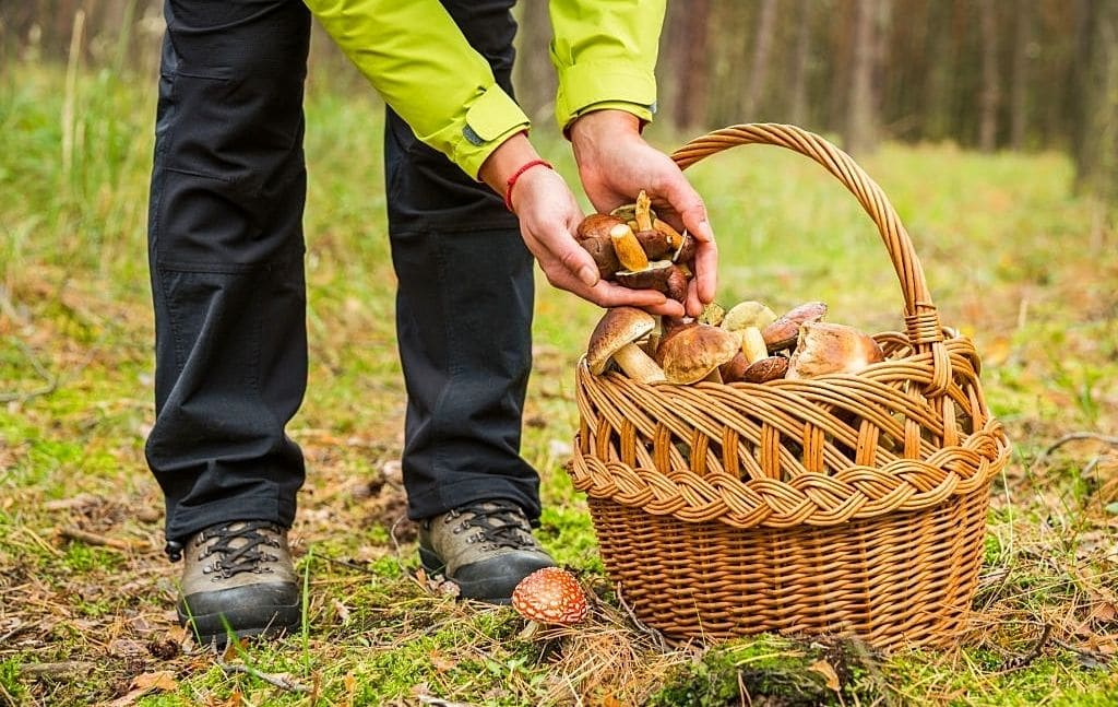 Person collecting mushrooms in a forest