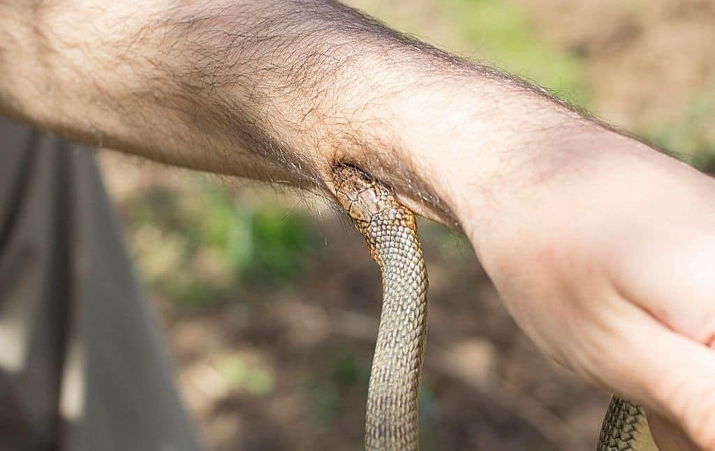 survival tip snake bite