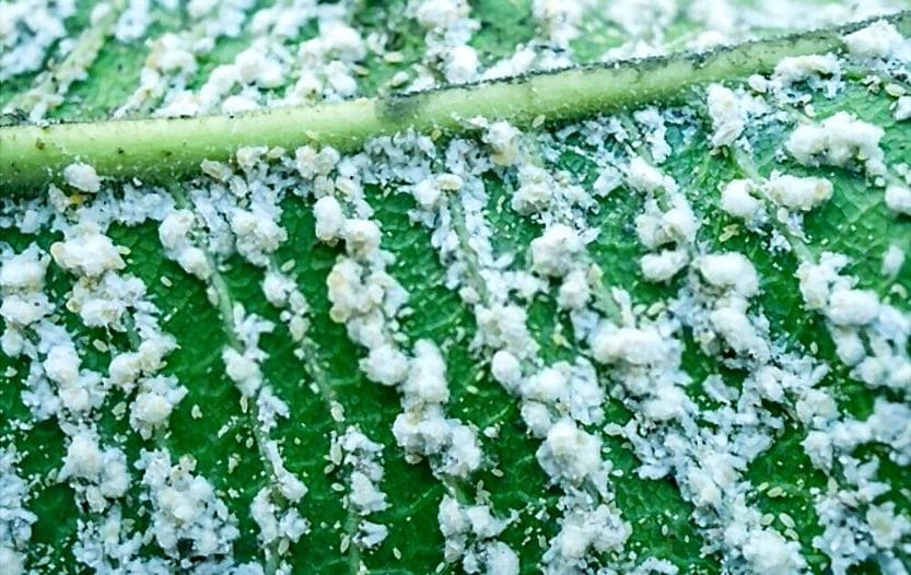 How to Get Rid of Mealybugs Naturally (Ultimate Guide)