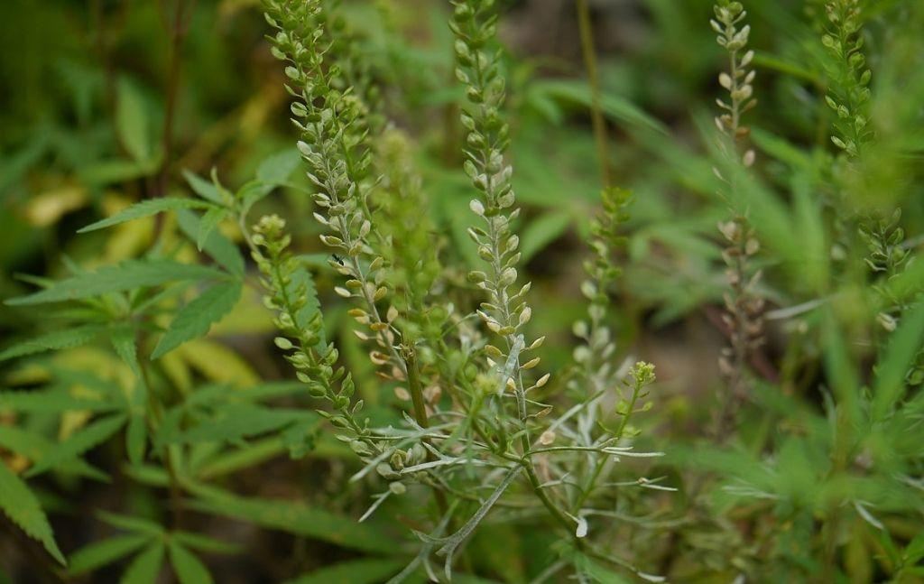 peppergrass edible wild plant
