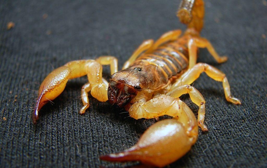 scorpion edible insect