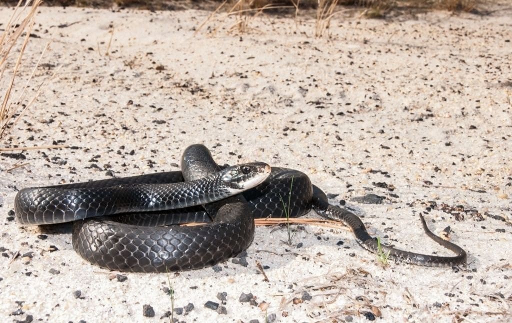 black racer snake look-alike
