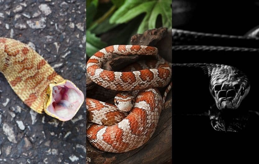 Copperhead Snake Look-Alikes (Snake Identification)