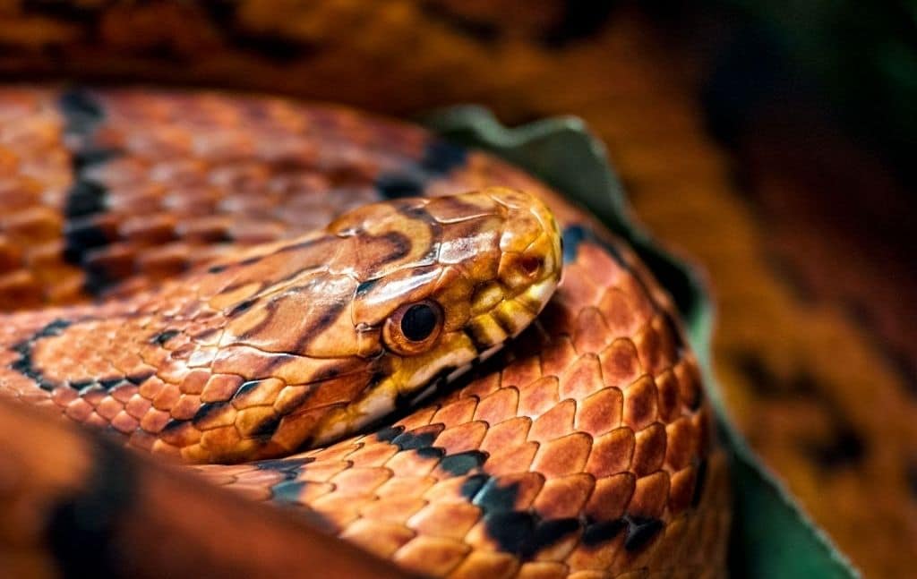 Copperhead Snake differences