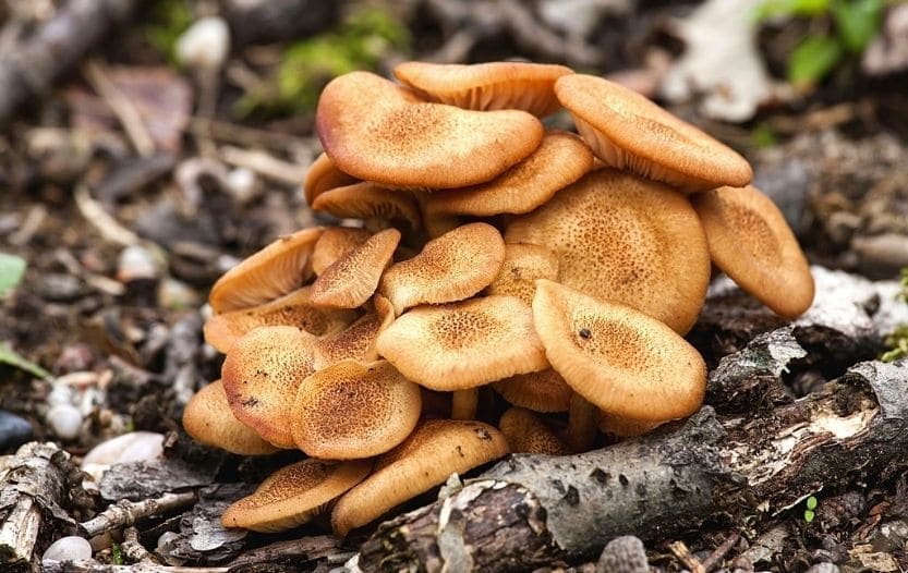 ringless honey mushroom