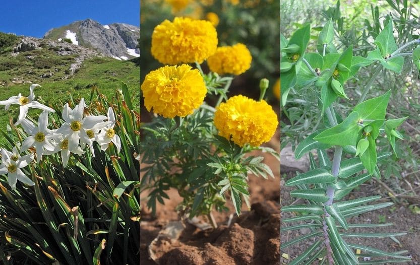 6 Plants that Repel Moles (Natural Mole Repellents)