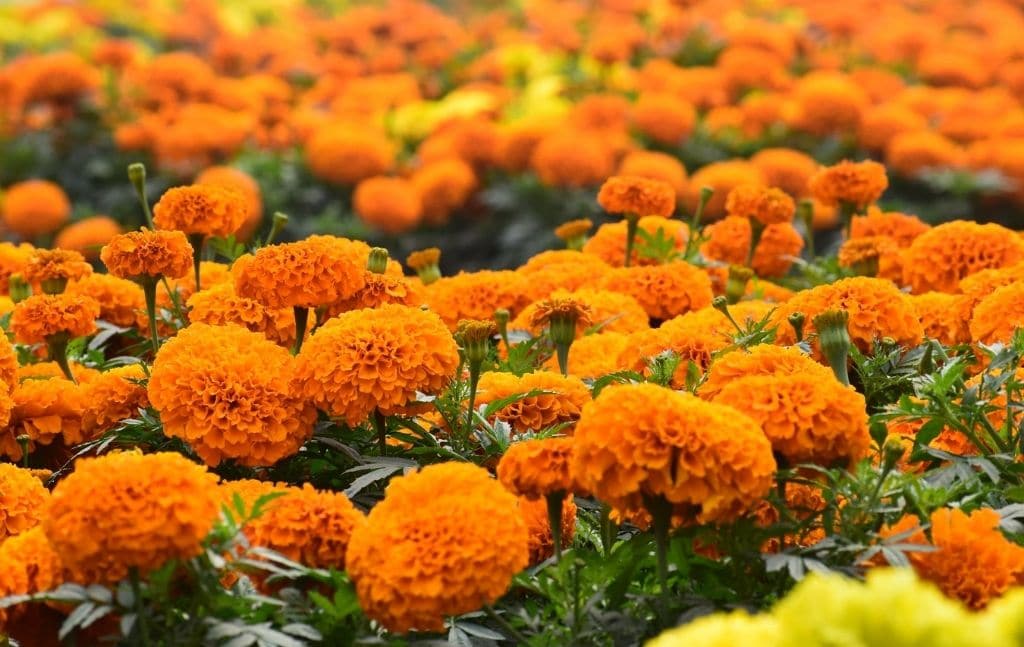 marigold bright orange flower mole repellent