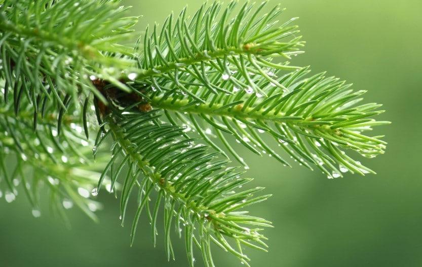 How to Make Pine Needle Tea? [The Ultimate Guide]