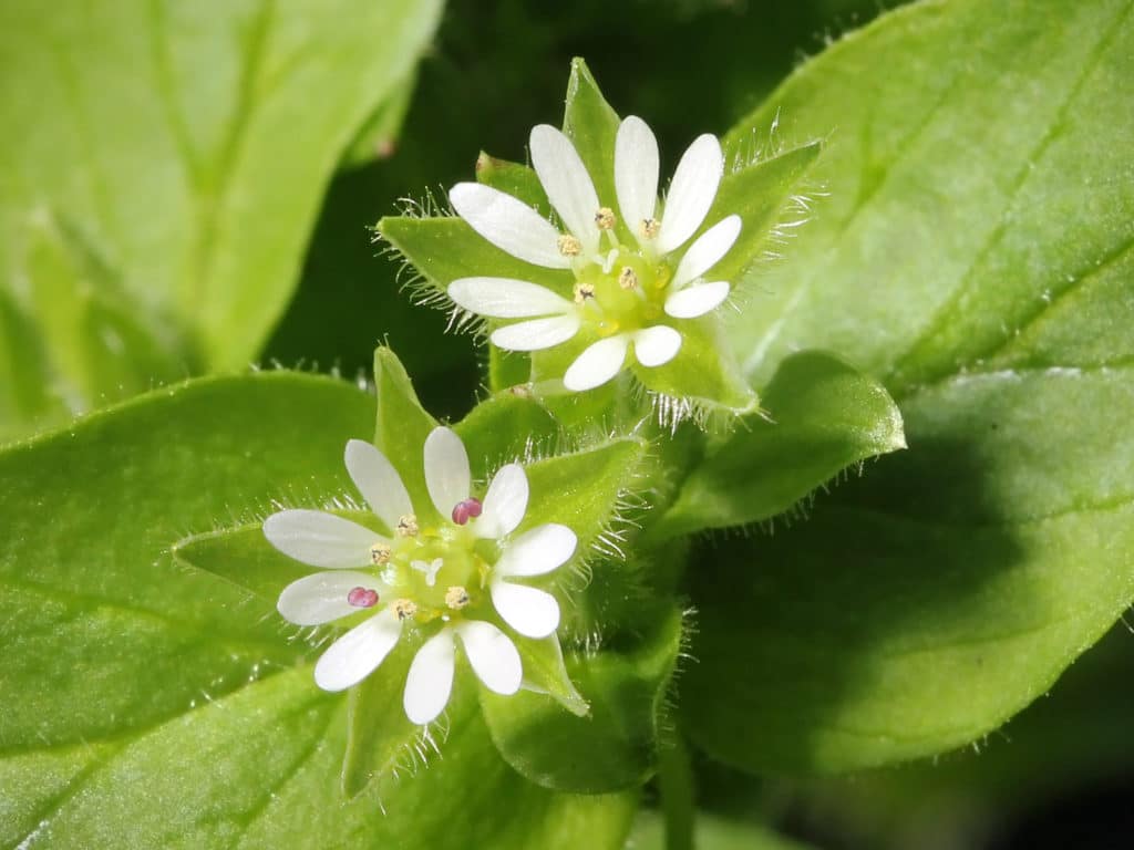 Edible flowers that are chickweeds