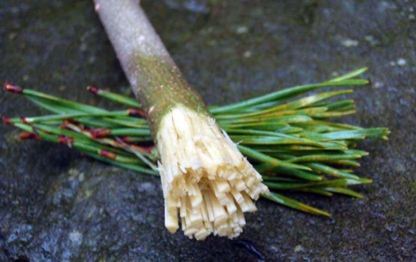 bushcraft toothbrush pine