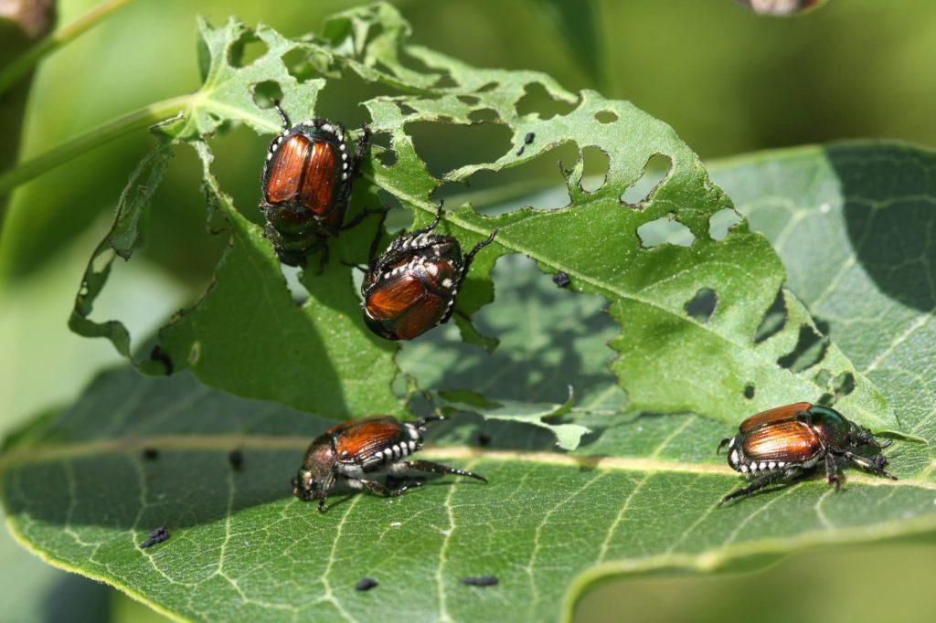 garden pests japanese beetle F 24851439