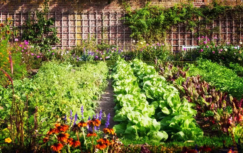 How to Make My Vegetable Garden Grow Faster? [Full Guide]