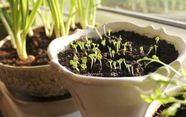 Growing Vegetables Indoors for Beginners The Easiest Way