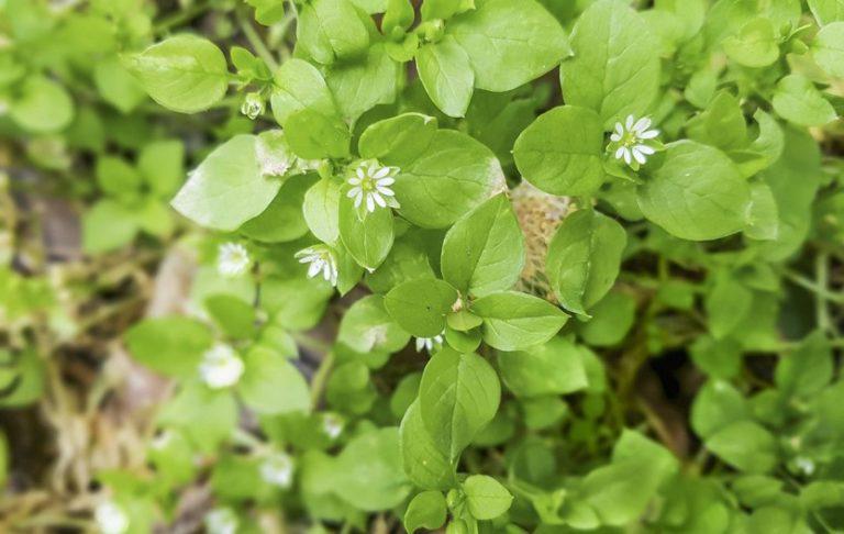 13 Common Edible Weeds That Are Nutritious