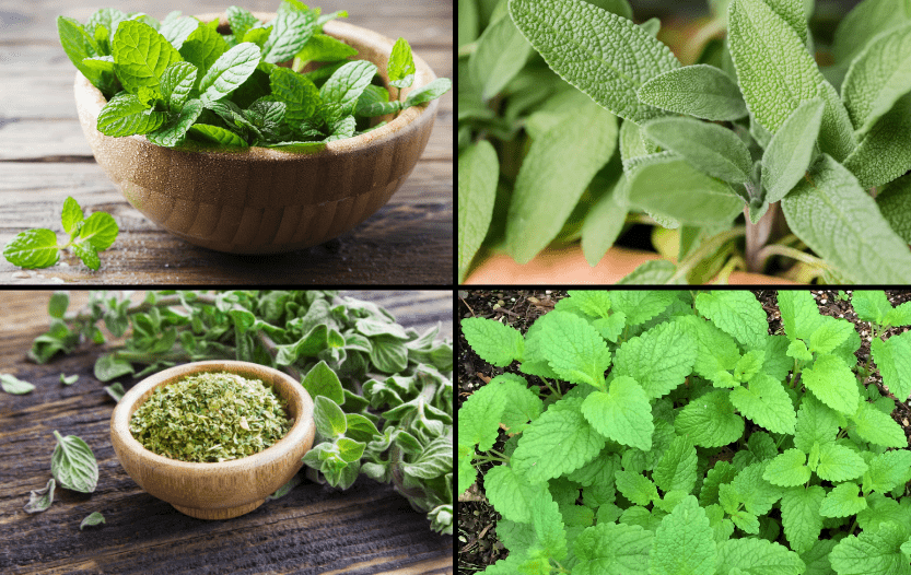 17 Herbs You Should Have Stockpiled Right Now 1