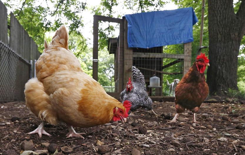 how you can make money from your chickens today