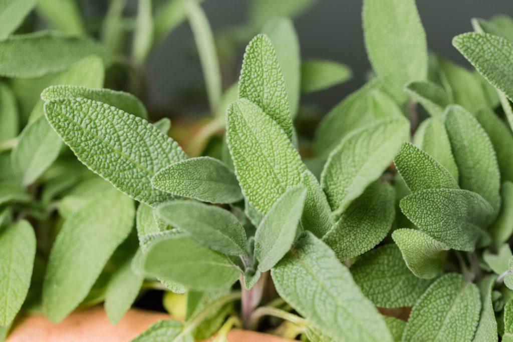 sage in your daily life garden