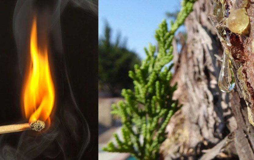 a match and a picture of pine sap