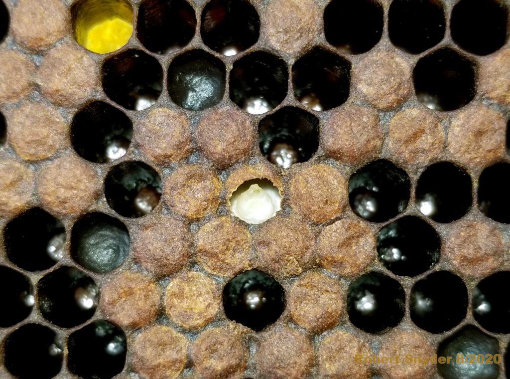 old beeswax on cells of a bees nest (chalkbrood possibly)