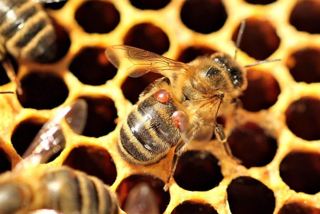bee on comb (varroa)