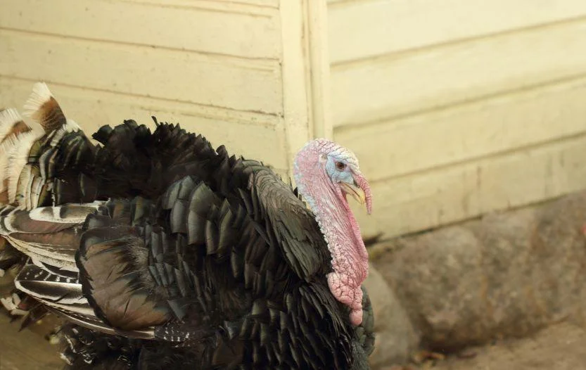 Where to Shoot a Turkey with a Bow [What You Have to Know]
