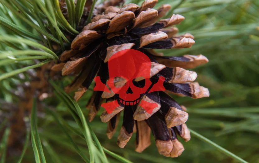 Are Pine Cones Bad for Dogs? [The Definitive Guide]