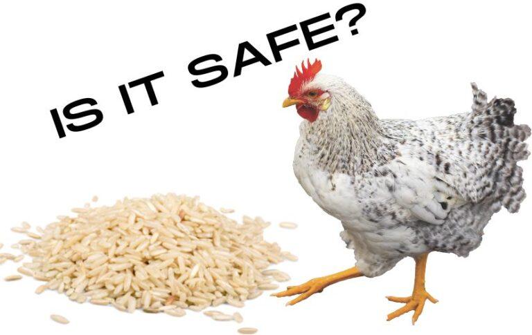 can chickens eat uncooked rice